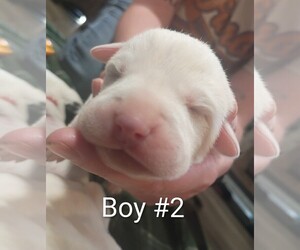 Great Pyrenees-Pointer Mix Dogs for adoption in UNION, SC, USA