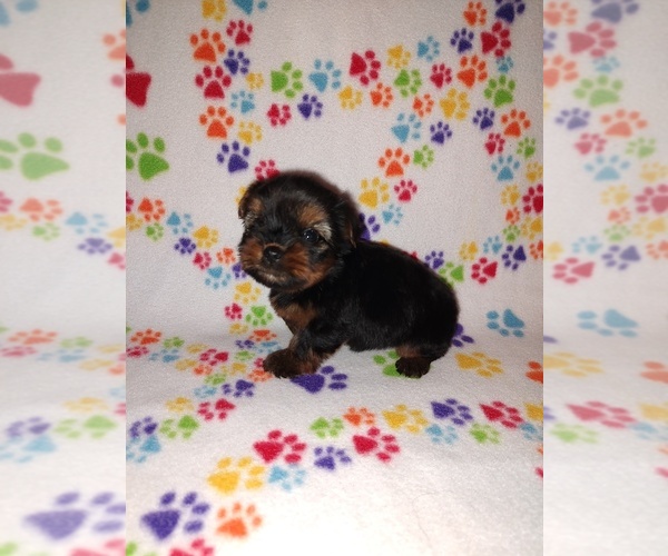 Medium Photo #13 Yorkshire Terrier Puppy For Sale in LAPEER, MI, USA