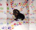 Small #1 Yorkshire Terrier