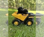 Small Photo #14 Labrador Retriever Puppy For Sale in GLADSTONE, VA, USA