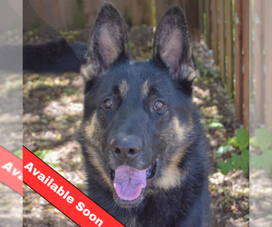 German Shepherd Dog Dogs for adoption in Huntley, IL, USA