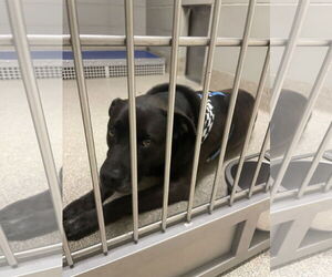 Mutt Dogs for adoption in Virginia Beach, VA, USA