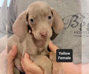 Weimaraner Puppy for sale in BERESFORD, SD, USA