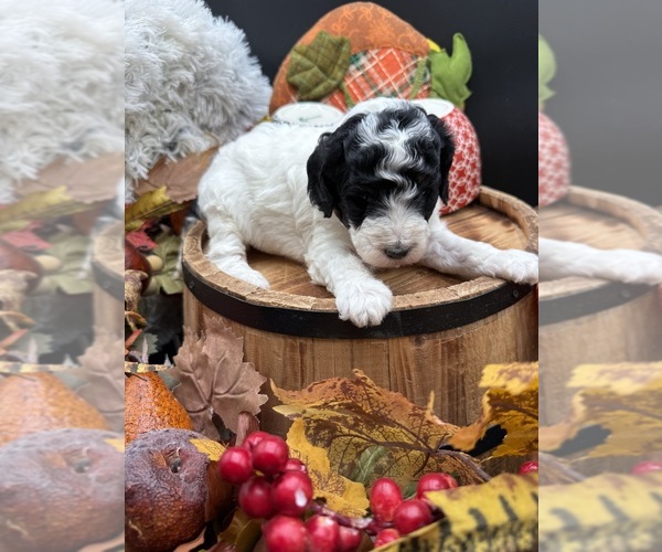 Medium Photo #4 Goldendoodle mix (+ Poodle Miniature) Puppy For Sale in HAYDEN, AL, USA