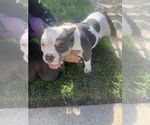 Small Photo #10 American Bully Puppy For Sale in COLLEGE PARK, MD, USA