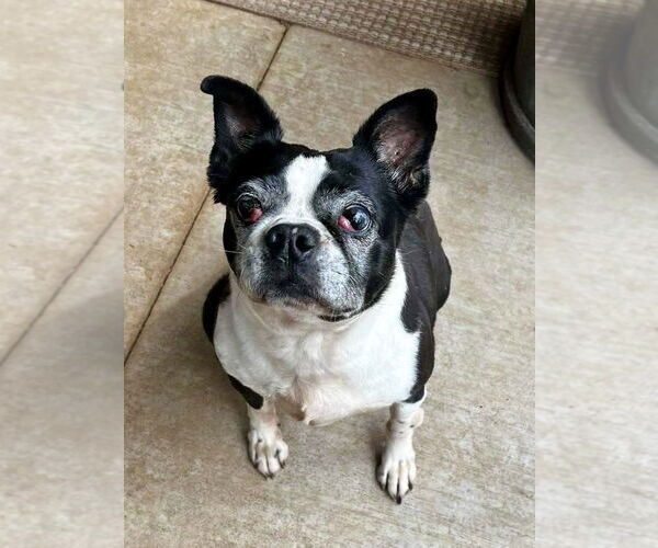 Medium Photo #1 Boston Terrier Puppy For Sale in Little Elm, TX, USA