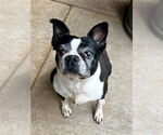 Small Boston Terrier