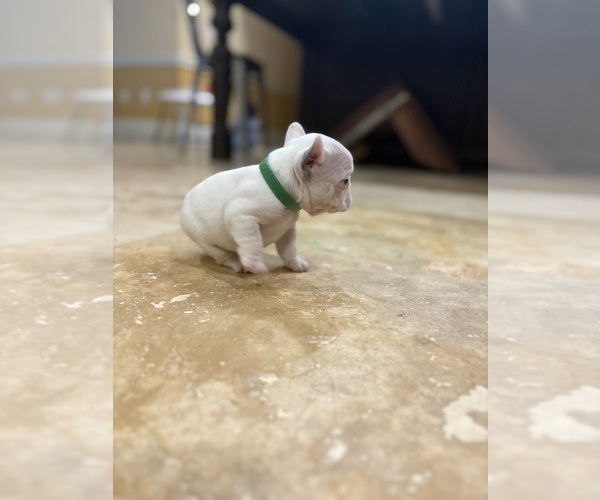Medium Photo #8 French Bulldog Puppy For Sale in CROSBY, TX, USA