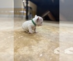Small #7 French Bulldog