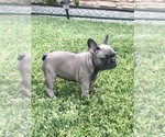 Small Photo #59 French Bulldog Puppy For Sale in WHITTIER, CA, USA