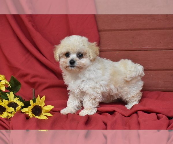 Medium Photo #1 Bichpoo Puppy For Sale in ELDORADO, OH, USA