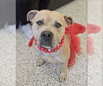 Small #7 American Staffordshire Terrier Mix