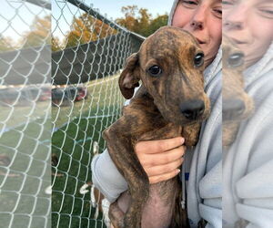 Plott Hound Dogs for adoption in garner, NC, USA