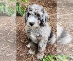 Small #3 Aussiedoodle