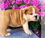 Small Photo #4 Bulldog Puppy For Sale in ARTHUR, IL, USA