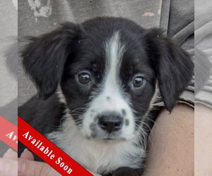 Mutt Dogs for adoption in Huntley, IL, USA