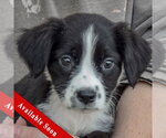 Small Mutt