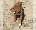 Small Photo #142 Rhodesian Ridgeback Puppy For Sale in MORONGO VALLEY, CA, USA