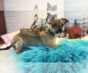 Chihuahua Puppy for sale in CARTHAGE, TX, USA