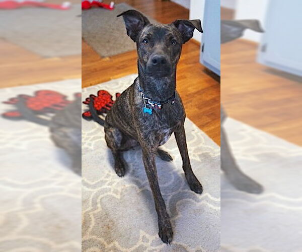 Medium Photo #10 Plott Hound-Unknown Mix Puppy For Sale in Mount Airy, NC, USA