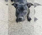 Small #3 American Pit Bull Terrier-American Staffordshire Terrier Mix