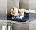 Small #15 Labrador Retriever Mix