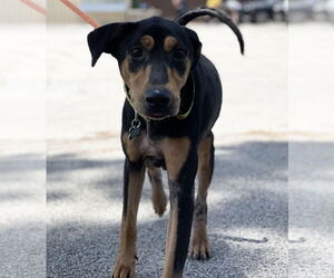 Madeline - Female Doberman Pinscher-Pointer Mix Dog for Adoption - Photo #26
