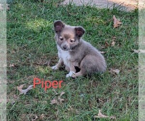 Chihuahua Puppy for sale in LEBANON, PA, USA