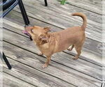 Small #5 Chiweenie