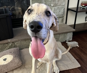 Great Dane Puppy for sale in LANCASTER, PA, USA
