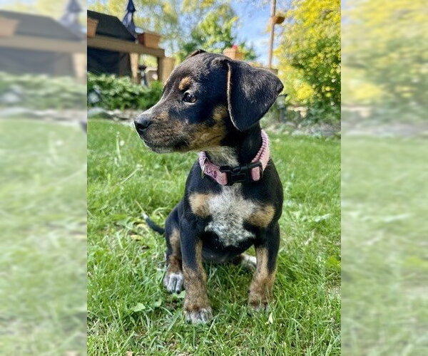 Medium Photo #1 Mutt Puppy For Sale in Genesee, WI, USA