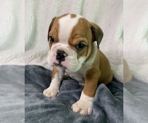 English Bulldog Puppy for sale in JOHNS ISLAND, SC, USA