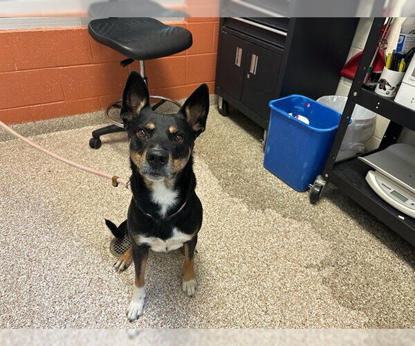 Medium Photo #4  Puppy For Sale in , 