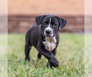 Golden Retriever-Unknown Mix Dogs for adoption in San Diego, CA, USA