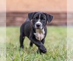 Small Golden Retriever Mix