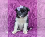 Small Photo #2 Border Collie Puppy For Sale in KIRKWOOD, PA, USA