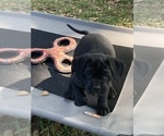 Small Photo #5 Boxador Puppy For Sale in TEMPLE TERRACE, FL, USA