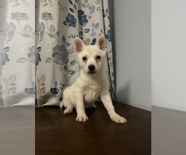 Medium Photo #19 Alaskan Klee Kai Puppy For Sale in DURHAM, CT, USA