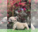 Small Photo #8 French Bulldog Puppy For Sale in BROADWAY MANCHESTER, CA, USA