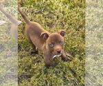 Small #8 American Staffordshire Terrier Mix