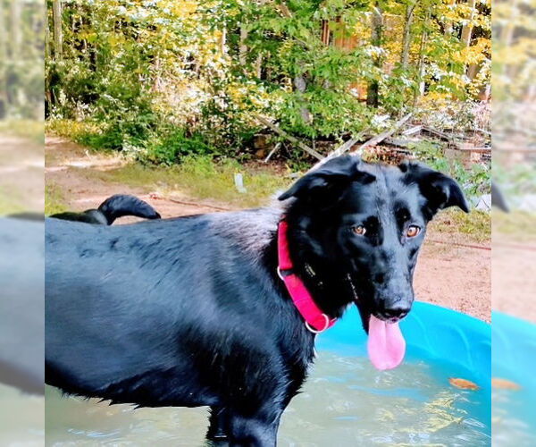 Medium Photo #4 Border-Aussie Puppy For Sale in Rutherfordton, NC, USA