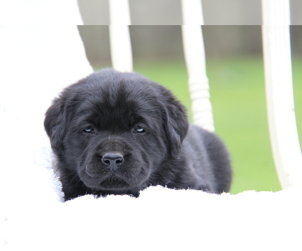 Medium Photo #15 Labrador Retriever Puppy For Sale in HYDE PARK, VT, USA