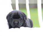 Small Photo #15 Labrador Retriever Puppy For Sale in HYDE PARK, VT, USA