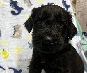 Schnauzer (Giant) Puppy for sale in HUNTINGTON, IN, USA
