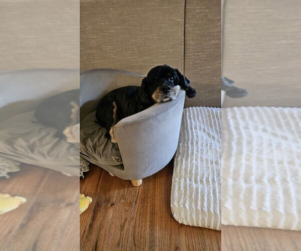 Medium Photo #2 Cocker Spaniel Puppy For Sale in Springdale, PA, USA