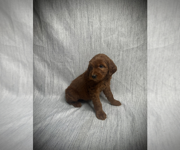 Medium Photo #6 Goldendoodle Puppy For Sale in VICTORVILLE, CA, USA