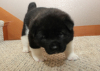Small Photo #1 Akita Puppy For Sale in GATE, WA, USA