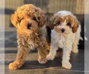 Miniature Labradoodle Puppy for Sale in SAN DIEGO, California USA