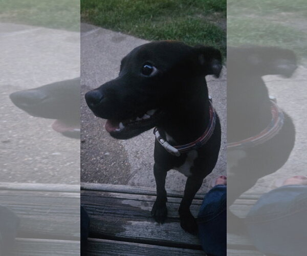 Medium Photo #6 Chihuahua-Retriever  Mix Puppy For Sale in Virginia Beach, VA, USA