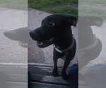 Small #5 Chihuahua-Retriever  Mix